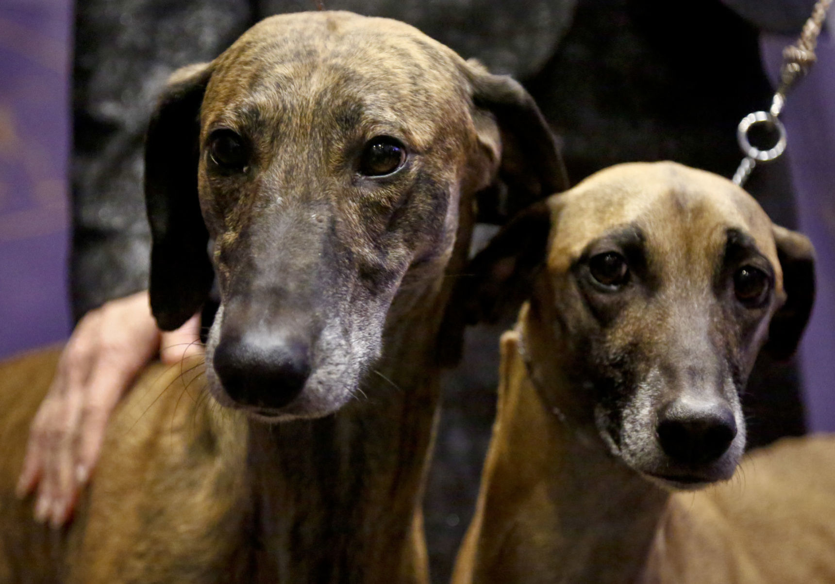 The rarest breed: Sloughi